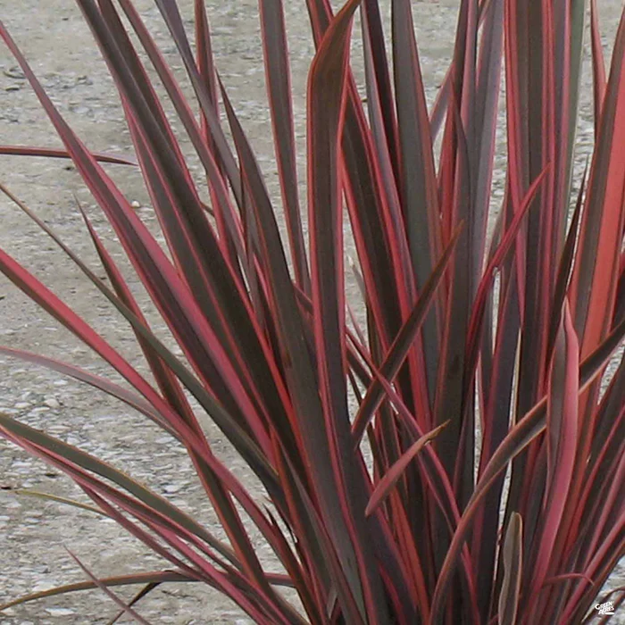 New Zealand Flax 'Sundowner' | Matsuda's