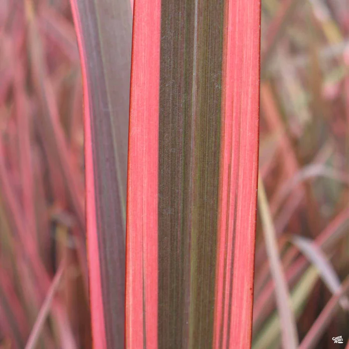 New Zealand Flax 'Sundowner' | Matsuda's