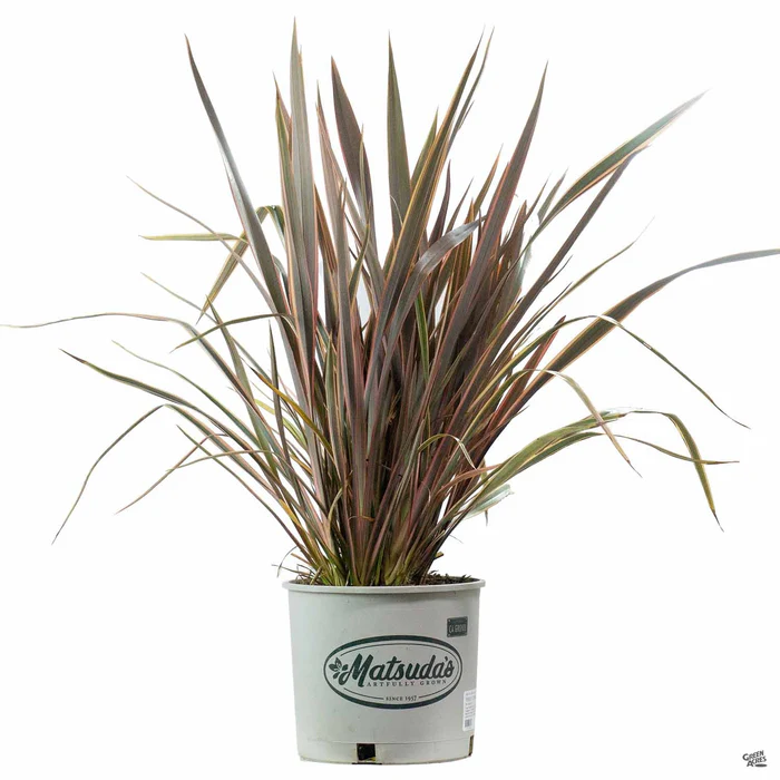 New Zealand Flax 'Sundowner' | Matsuda's