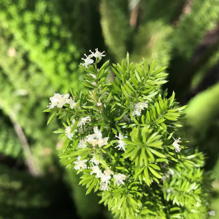 Foxtail Asparagus Fern