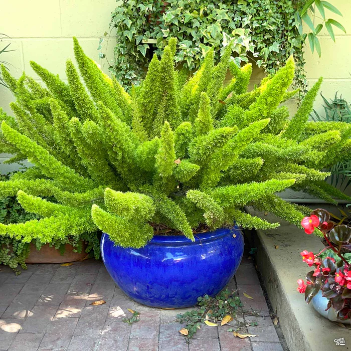 Foxtail Asparagus Fern