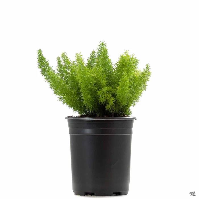 Foxtail Asparagus Fern