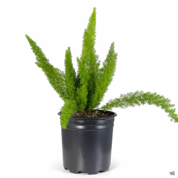 Foxtail Asparagus Fern