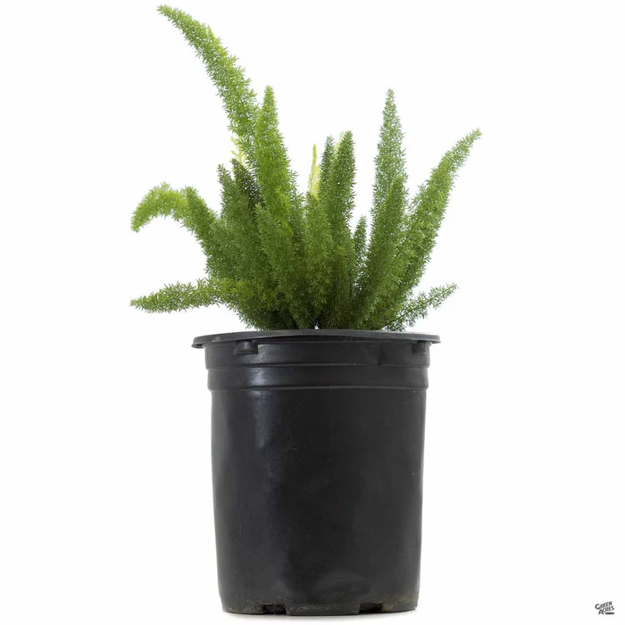 Foxtail Asparagus Fern