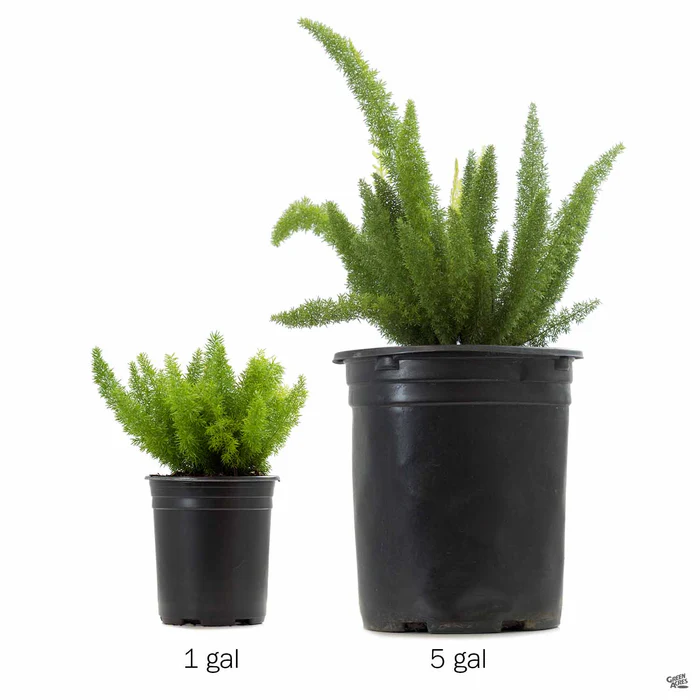 Foxtail Asparagus Fern