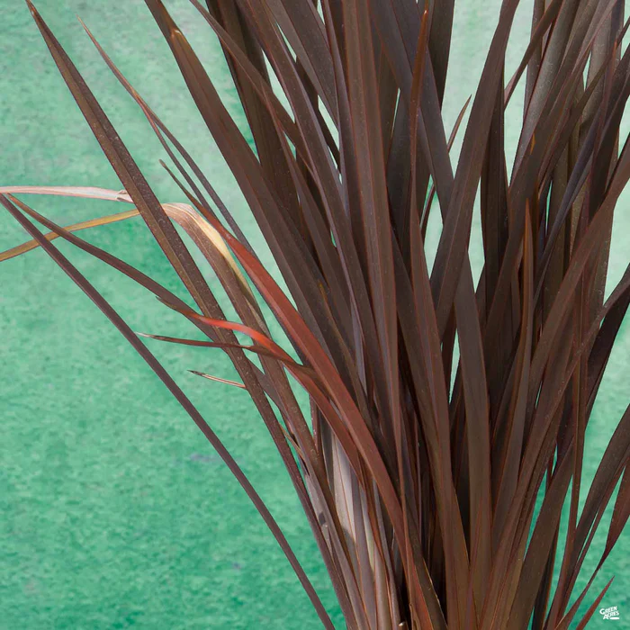 440-new-zealand-flax-dusky-chief-1.webp New Zealand Flax 'Dusky Chief'