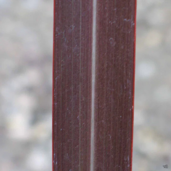 440-new-zealand-flax-dusky-chief-2.webp New Zealand Flax 'Dusky Chief'