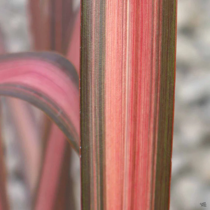 New Zealand Flax 'Rainbow Warrior'