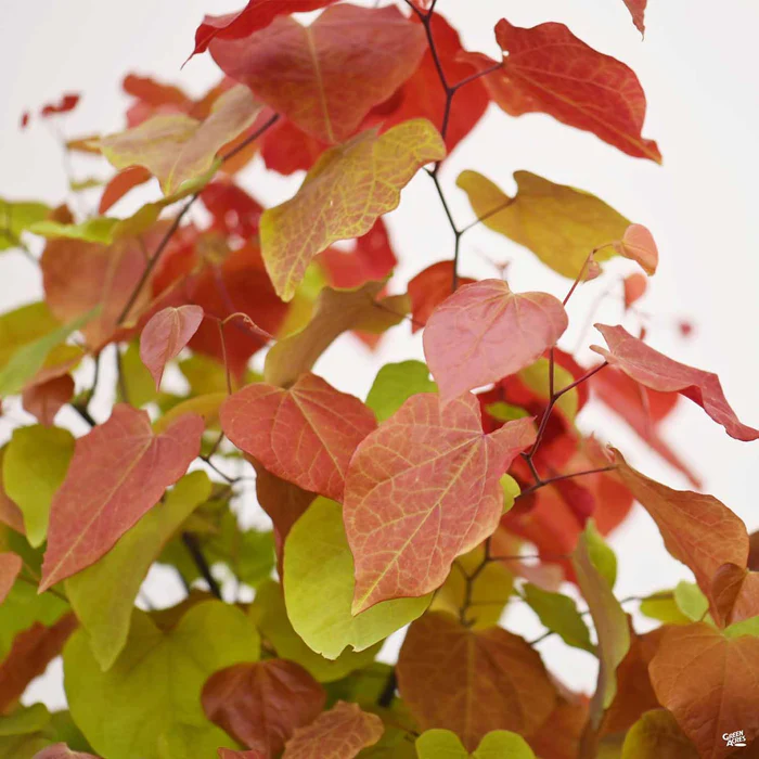 Eastern Redbud 'Flame Thrower'