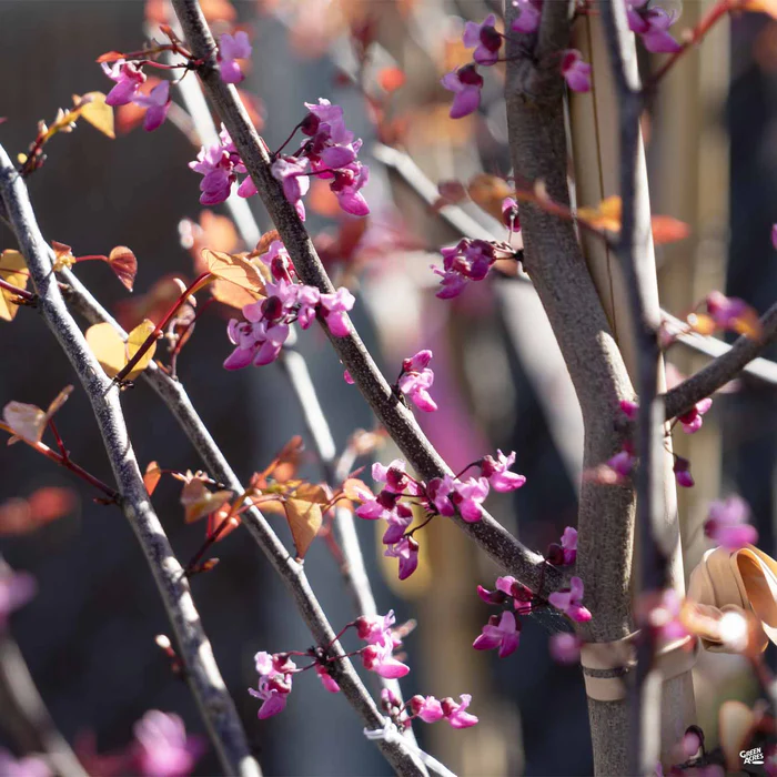 Eastern Redbud 'Flame Thrower'