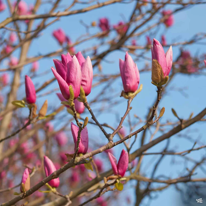 Magnolia 'Ann'