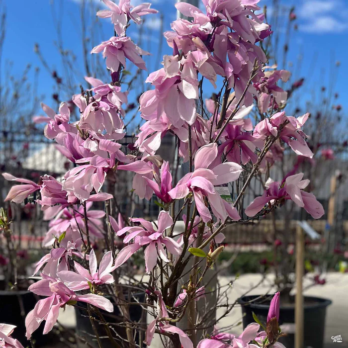 Magnolia 'Ann'