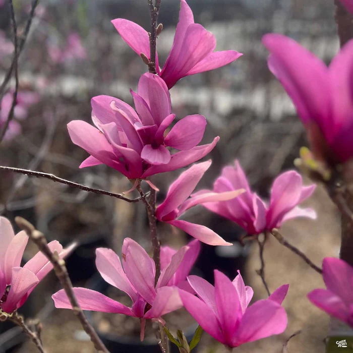 Magnolia 'Ann'