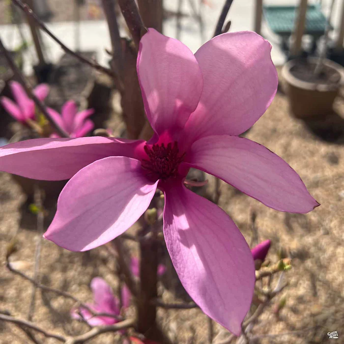 Magnolia 'Ann'