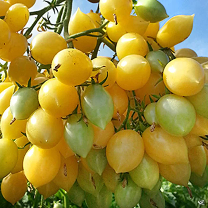 Tomato 'Barry's Crazy Cherry'