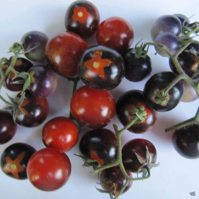 Tomato 'Blue Berries'