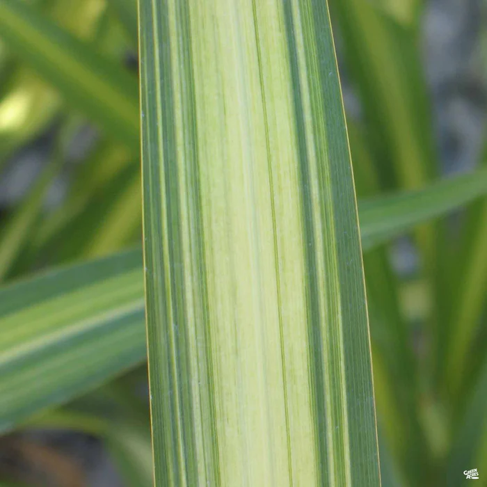 New Zealand Flax 'Yellow Wave'