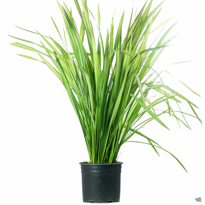 New Zealand Flax 'Yellow Wave'