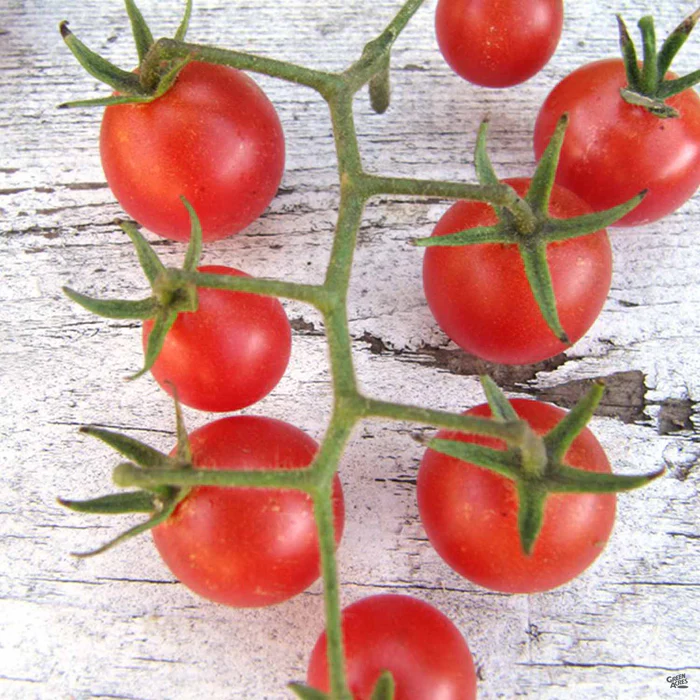 Tomato 'Napa Rosé'