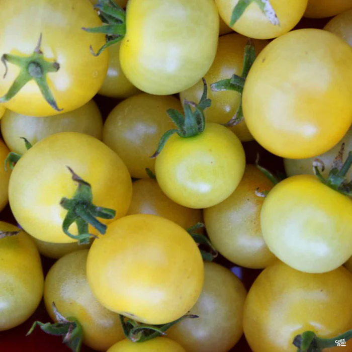 Tomato 'Napa Chardonnay'