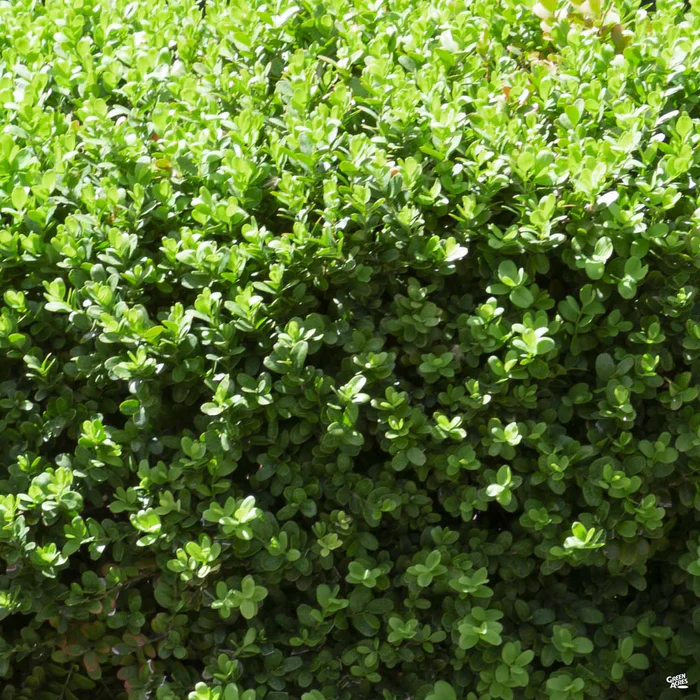 Dwarf English Boxwood