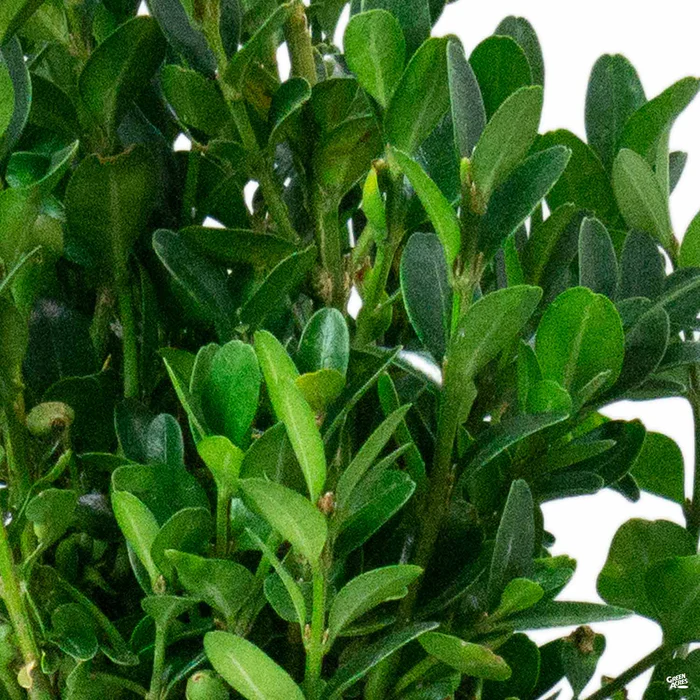 Dwarf English Boxwood