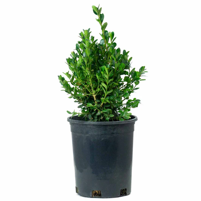 Dwarf English Boxwood