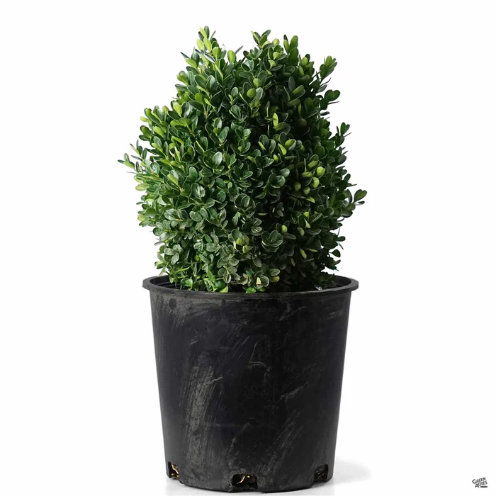Dwarf English Boxwood