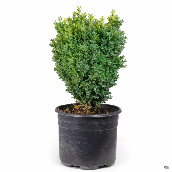 Dwarf English Boxwood