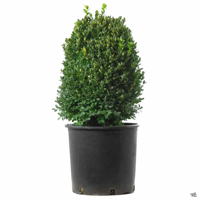 Dwarf English Boxwood