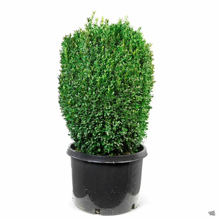 Dwarf English Boxwood