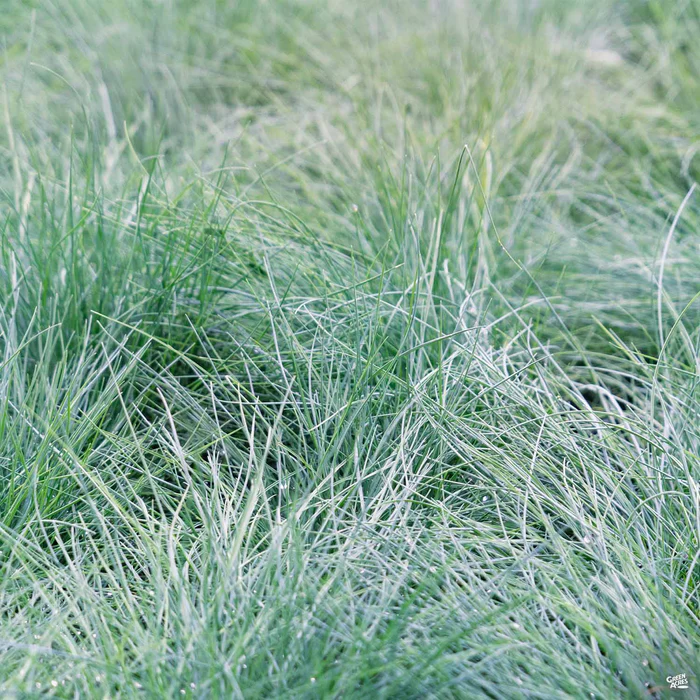4431-fescue-buddy-blue-1.webp Fescue 'Buddy Blue'