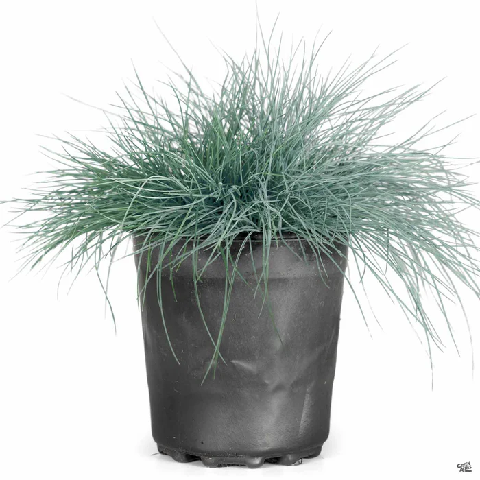 4431-fescue-buddy-blue-2.webp Fescue 'Buddy Blue'
