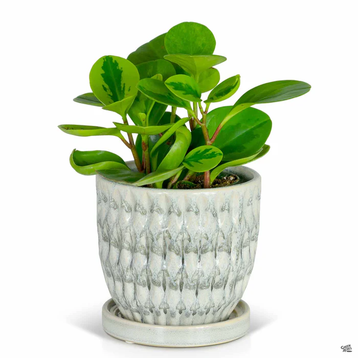 Morrocroft Egg Pot