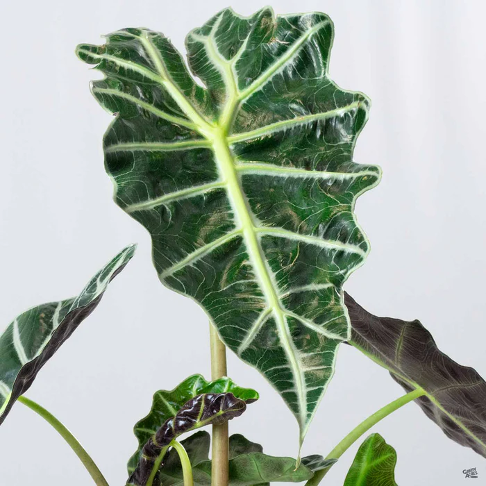 4457-alocasia-polly-1.webp Alocasia 'Polly'