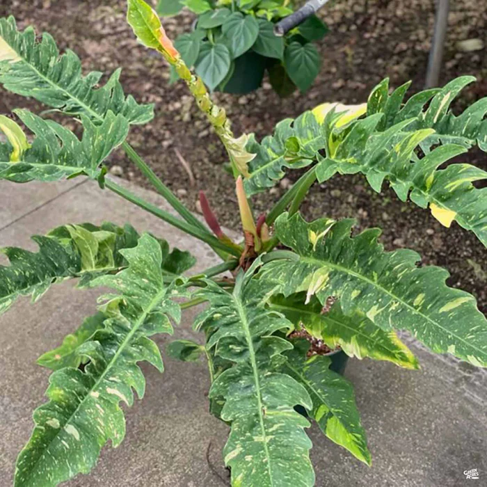 Philodendron 'Ring of Fire'