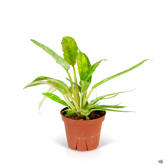 Philodendron 'Ring of Fire'