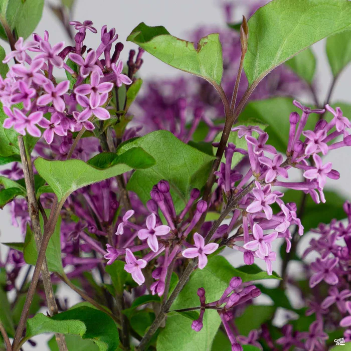 4480-bloomerang-dark-purple-reblooming-lilac-1.webp Bloomerang Dark Purple Reblooming Lilac