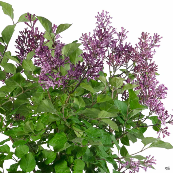 4480-bloomerang-dark-purple-reblooming-lilac-2.webp Bloomerang Dark Purple Reblooming Lilac
