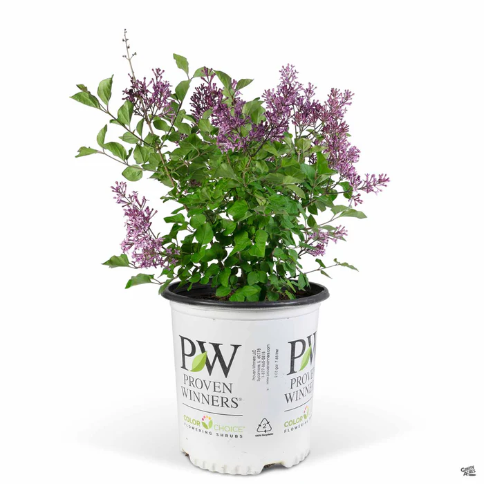4480-bloomerang-dark-purple-reblooming-lilac-3.webp Bloomerang Dark Purple Reblooming Lilac