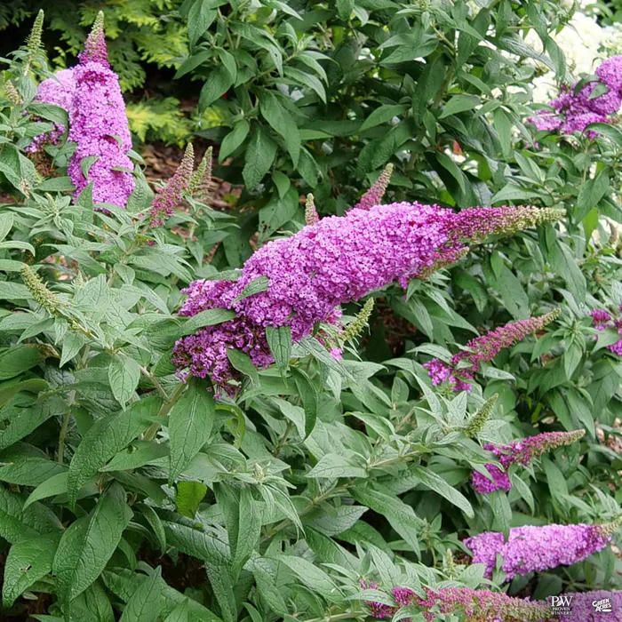 Pugster Pinker Butterfly Bush