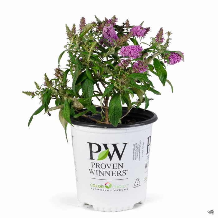 Pugster Pinker Butterfly Bush