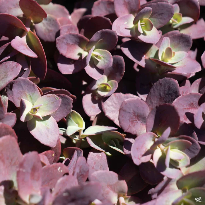 Sunsparkler Cherry Tart Sedum