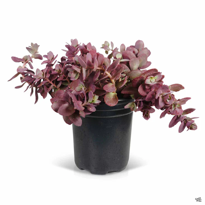 Sunsparkler Cherry Tart Sedum