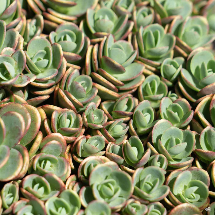 Sunsparkler Lime Zinger Sedum