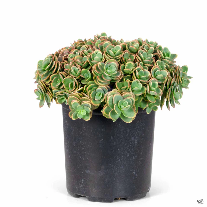 Sunsparkler Lime Zinger Sedum