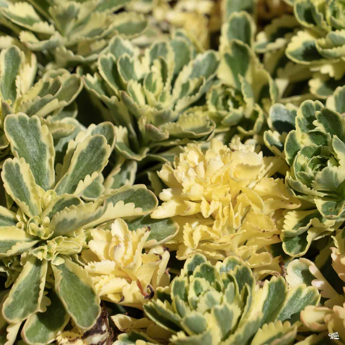 Atlantis Sedum