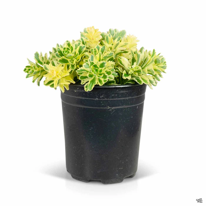 Atlantis Sedum