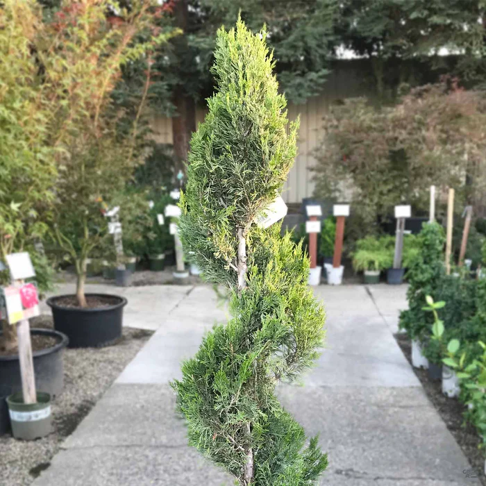 Juniper 'Spartan' Spiral | Monrovia