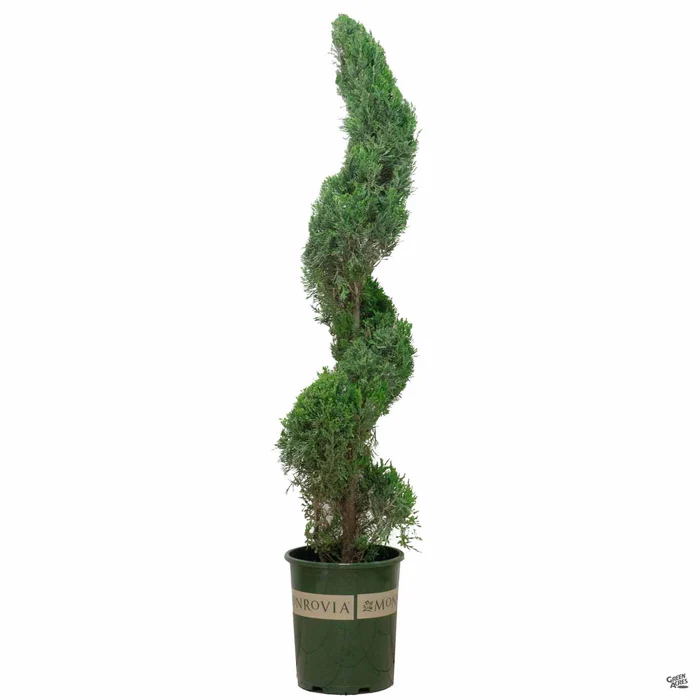 Juniper 'Spartan' Spiral | Monrovia